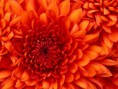 /album/galeria-de-fotos/chrysanthemum-jpg/